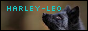 Harleysbutton.png