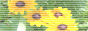 sunflowers.gif