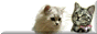 007.gif