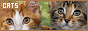 cats.gif