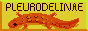 2MuLrsZ.png