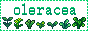 oleracea.gif
