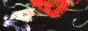 forgetmenots.gif