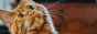 archived 88x31 button #69079