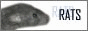 rats1.gif