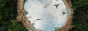 daedrmsnewbutton.gif