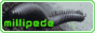 millipede.png