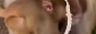 bananastringheadass8831.png