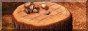 TL_stump_button.png