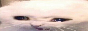 cd5k.png