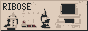 ribose2.png