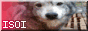 isoi_2.png