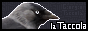 taccola.png