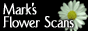 marksFlowerScans.gif
