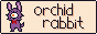 orchidrabbit_button1.gif