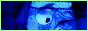 mini-kelps.gif