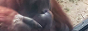 pointingorangutan8831.png