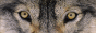 archived 88x31 button #74575
