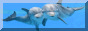dolphins.gif