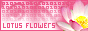 lf.png
