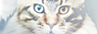 archived 88x31 button #76331