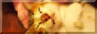 TL_cat2_button.png