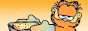 funnyorangecat.gif