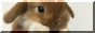 bunny-button1.png