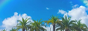 beachtree.png