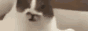 kot.gif