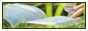 archived 88x31 button #79233