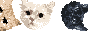 rolling-b2.gif